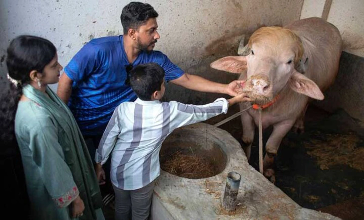 شباهت عجیب یک گاومیش با ترامپ +تصاویر