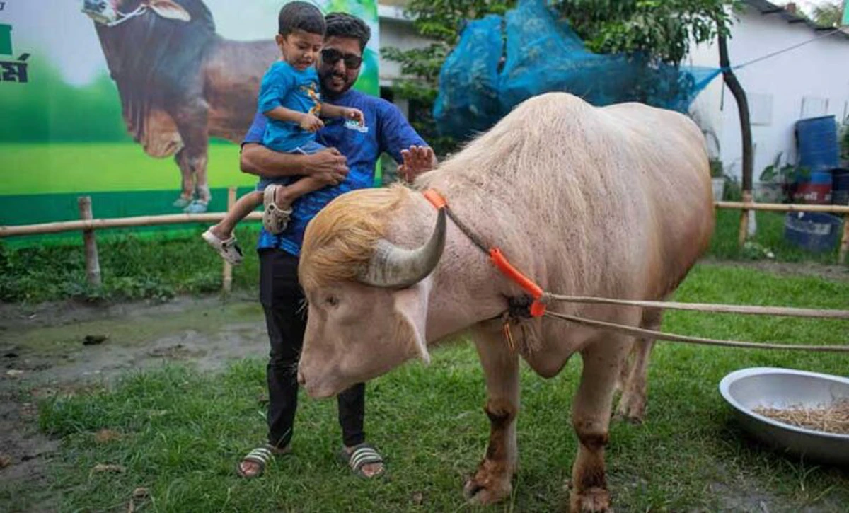 شباهت عجیب یک گاومیش با ترامپ +تصاویر