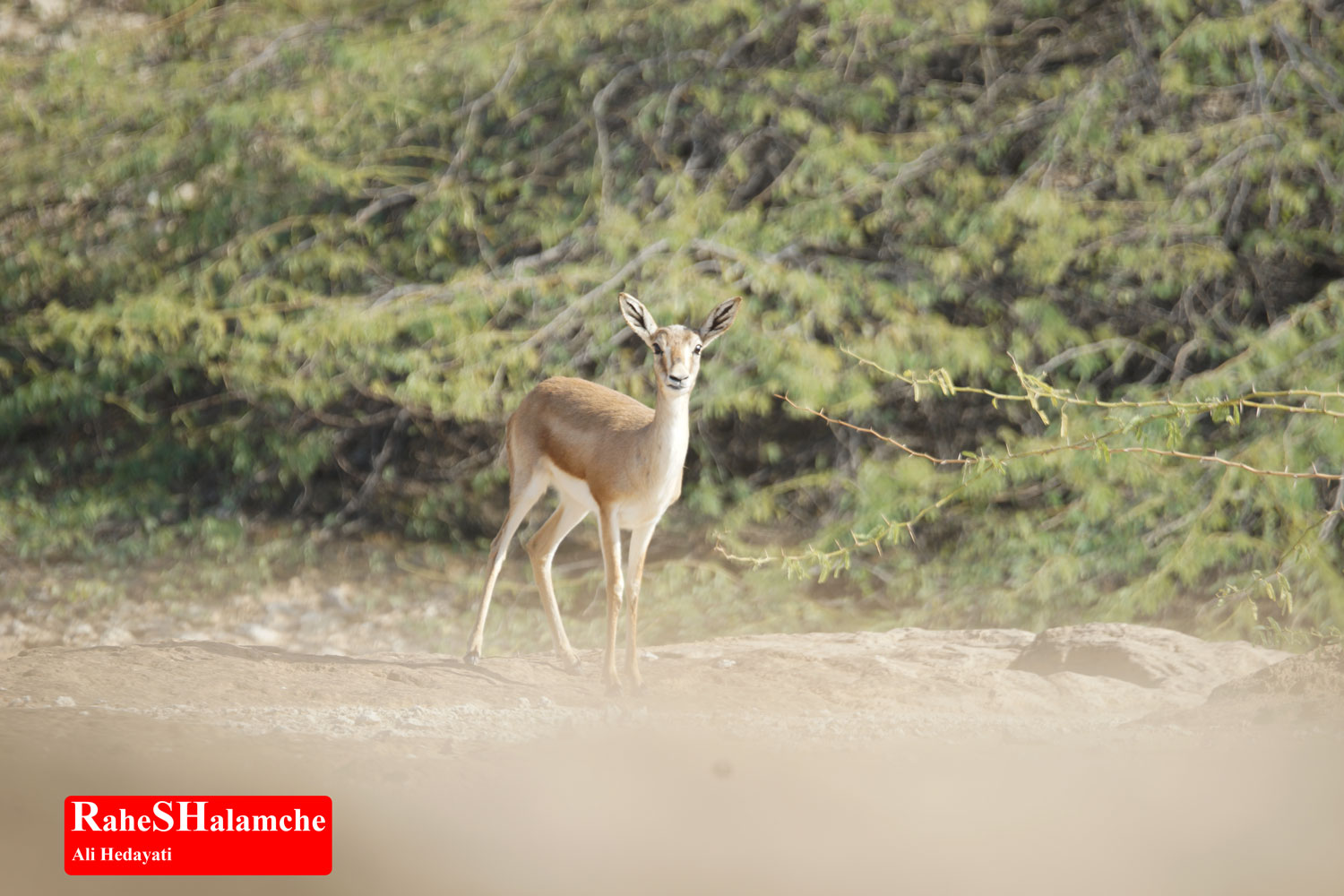 تمرین ارکستر - تصویر 48