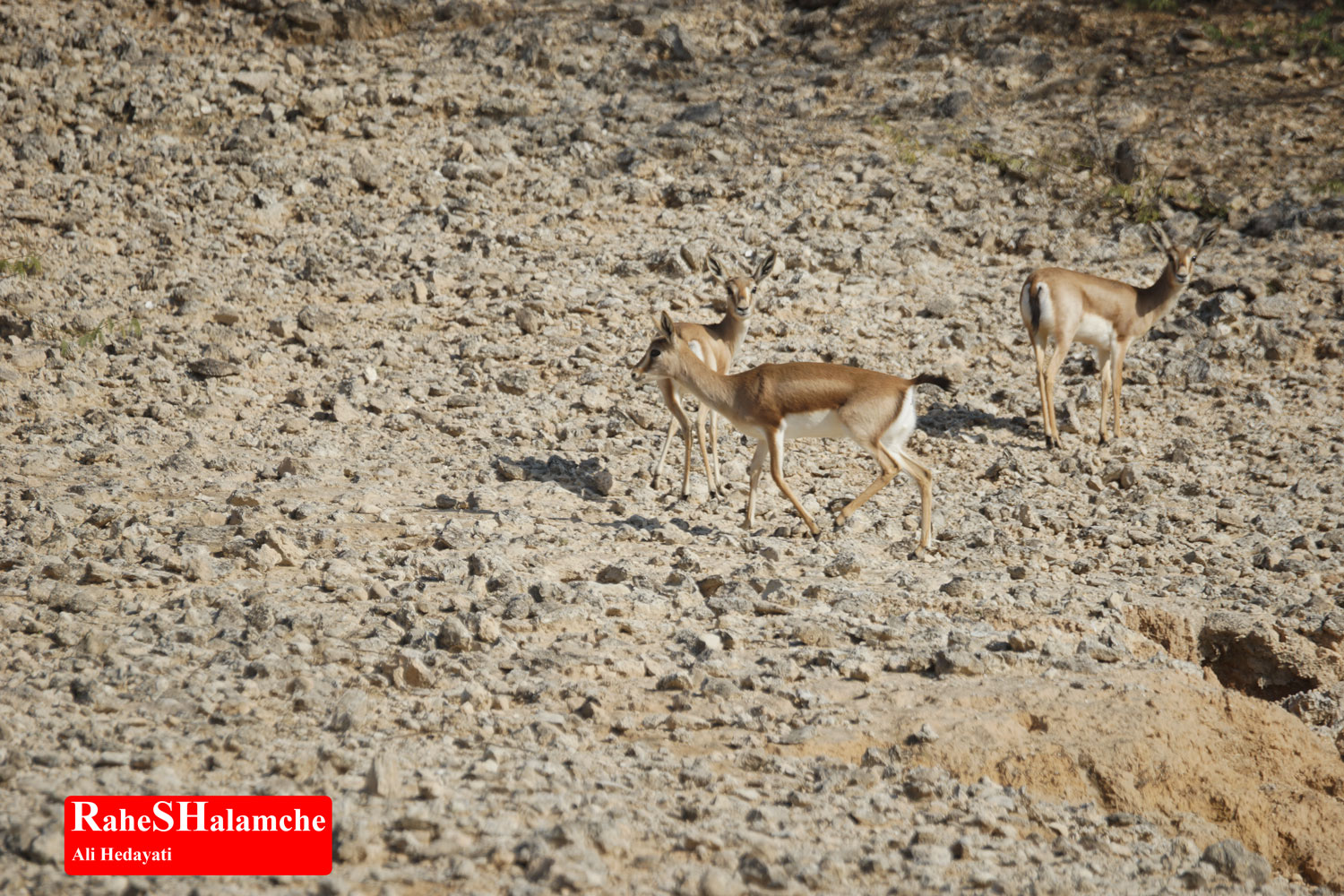 تمرین ارکستر - تصویر 49